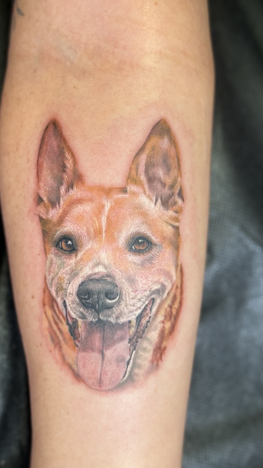 Color realism dog portrait by Kai